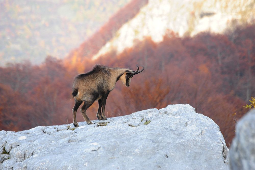 Camoscio appenninico - Rupicapra pyrenaica ornata